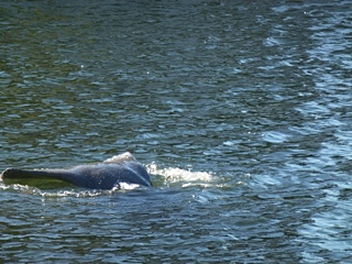 Manatee